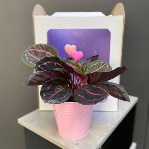 Calathea Dottie przy eleganckim opakowaniu