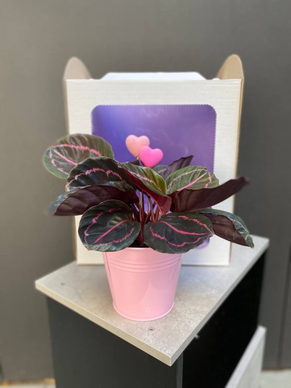 Calathea Dottie przy eleganckim opakowaniu